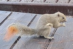 Callosciurus caniceps