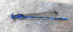 Argia lacrimans