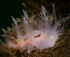 Dendronotus europaeus
