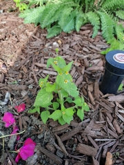 Galinsoga quadriradiata