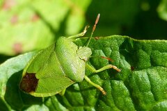 Palomena viridissima