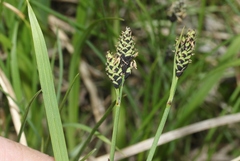 Carex stevenii