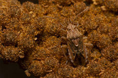 Stictopleurus abutilon