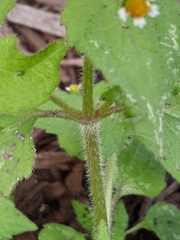 Galinsoga quadriradiata