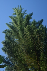 Araucaria heterophylla