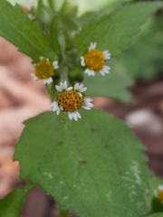 Galinsoga quadriradiata