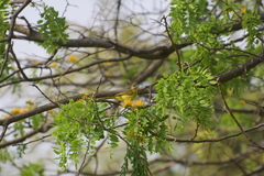 Chlorocichla flaviventris