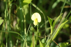 Vicia lutea