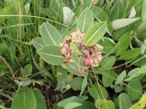 Natal thick-fruit (Pachycarpus natalensis)