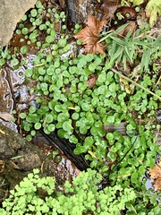 Hydrocotyle verticillata
