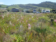 Watsonia