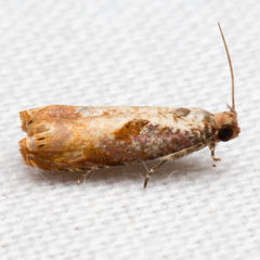 Episimus tyrius