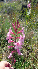 Watsonia