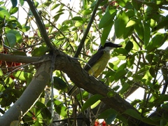 Pitangus sulphuratus