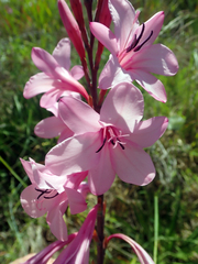 Watsonia