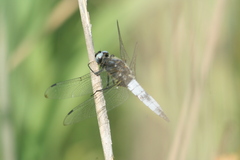 Libellula fulva