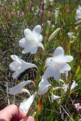 Watsonia
