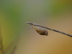Succinea putris