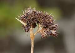Luzula spicata