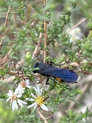 Stizoides renicinctus