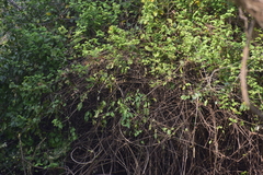 Amblyospiza albifrons