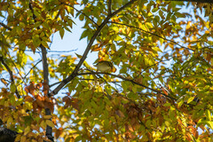 Phylloscopus inornatus