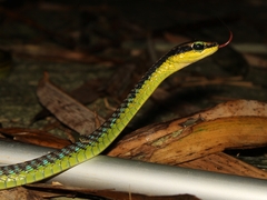 Dendrelaphis formosus