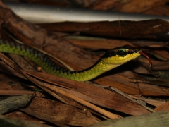 Dendrelaphis formosus