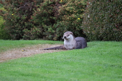 Lontra canadensis pacifica
