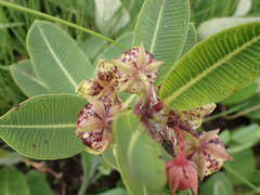 Pachycarpus natalensis