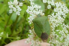 Palomena viridissima
