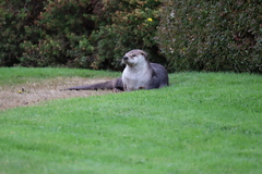 Lontra canadensis pacifica