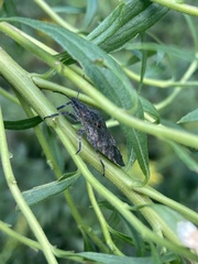 Brochymena quadripustulata