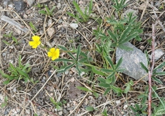 Potentilla glaucophylla