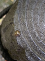 Megacopta punctatissima