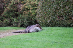 Lontra canadensis pacifica