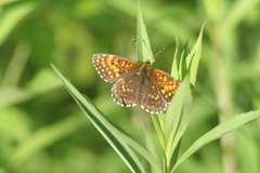 Melitaea diamina