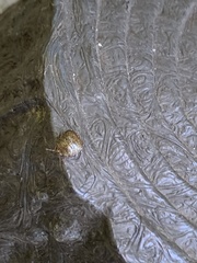 Megacopta punctatissima