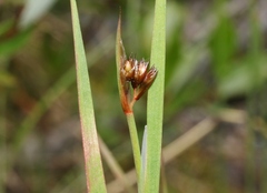 Juncus arcticus