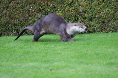 Lontra canadensis pacifica