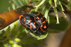 Chrysomela aeneicollis