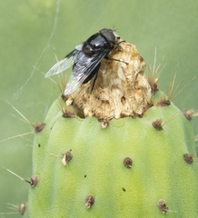 Copestylum violaceum