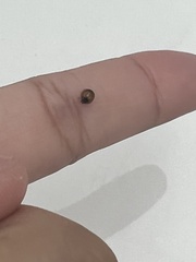 Exochomus marginipennis