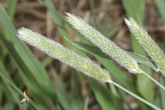 Alopecurus arundinaceus