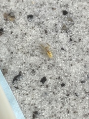 Hentzia mitrata