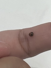 Exochomus marginipennis