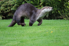 Lontra canadensis pacifica