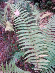 Oreopteris limbosperma