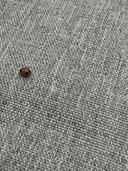 Exochomus marginipennis