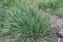 Alopecurus arundinaceus
